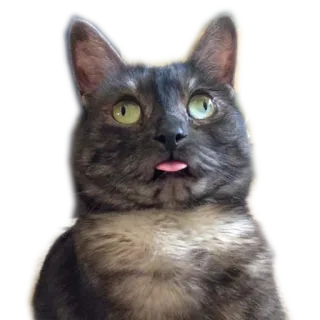 😜 b2118f0e 고양이, 동물, 혀, 웃긴, 애완동물 telegram sticker