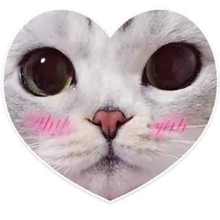 ❤️ c5d5283f 고양이, 하트, 귀여운, 동물, 카와이, 애완 동물 telegram sticker