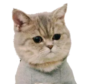 🙁 c9fc4342 고양이, 귀여운, 동물, 애완동물, 슬픈 telegram sticker