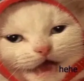 😸 ced95ca9 hehe 고양이, 밈, 웃긴, 동물, 귀여운 telegram sticker