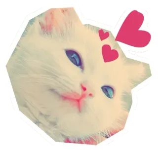😍 d10ae252 고양이, 새끼고양이, 하트, 귀여운, 동물, 흰색 telegram sticker