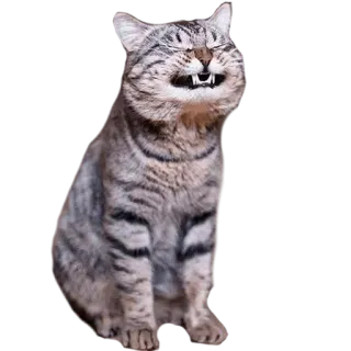 😂 e50dce33 고양이, 동물, 웃긴, 웃는 telegram sticker