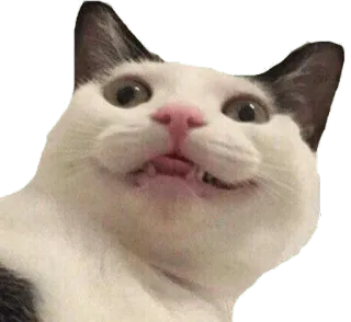 😝 eb0f7a45 고양이, 흰색, 동물, 밈 telegram sticker