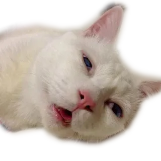 🤪 f19f54cd 고양이, 하얀 고양이, 파란 눈, 동물, 애완동물 telegram sticker