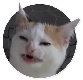 😸 f4caf322 고양이, 화난, 밈, 동물, 애완 동물 telegram sticker