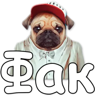 😞 8ba2fcba ФАК pug, anjing, setelan, menyinggung telegram sticker