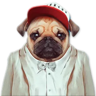 Сheeky animal @NBstickeria whatsapp stickers