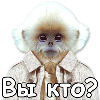 😶 f3ed7e83 Вы кто? monyet, kera, binatang, pakaian, rusia, pertanyaan, siapa kamu telegram sticker