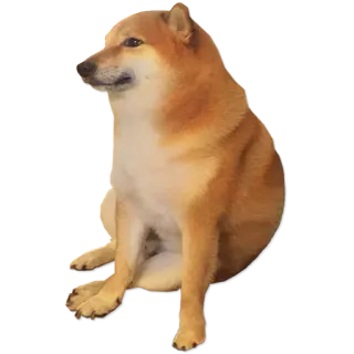 ✋ 01057708 Doge 도지, 밈, 시바견, 개 telegram sticker