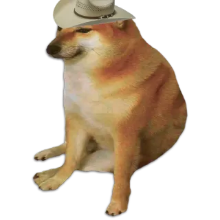 🤠 5c5eca35 Cheems 강아지, 밈, 카우보이, 동물, 애완동물 telegram sticker