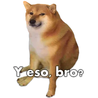 🐶 7c7419d1 Y eso, bro? 도지, 개, 밈, 웃긴, 인터넷 밈 telegram sticker