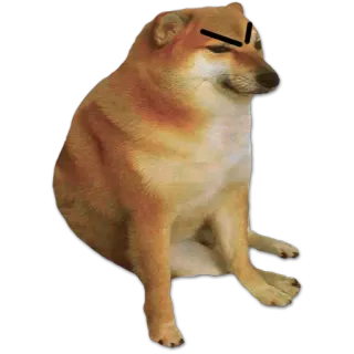 🐶 89544a9a 도지, 개, 밈, 침스 telegram sticker