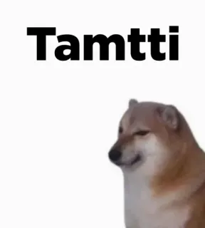 🔥 6ca43212 Tamtti hond, meme, shiba inu, dier, huisdier telegram sticker