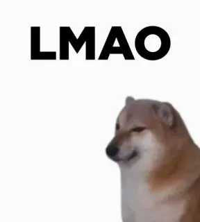 🎭 732350df LMAO doge, hond, meme, grappig, lol, internet meme telegram sticker