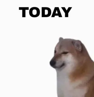 🧐 76ad668b TODAY hond, meme, shiba inu, vandaag, dier telegram sticker