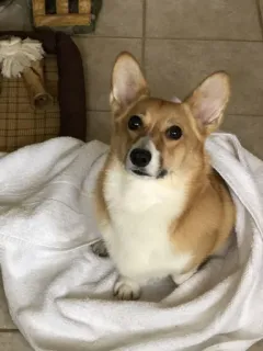 🚿 0f802719 corgi, dog, animal, pet, towel, cute telegram sticker