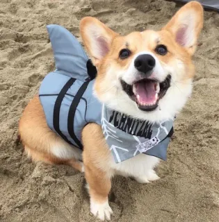 Corgos @minicita whatsapp stickers