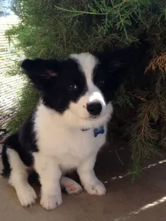 Corgos @minicita telegram stickers