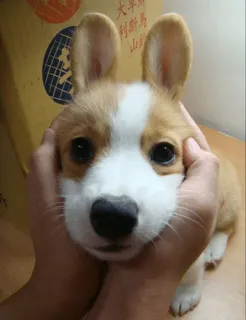 Corgos @minicita telegram stickers