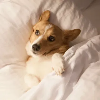 🌞 66603db3 corgi, dog, animal, cute, bed, sleepy, adorable telegram sticker