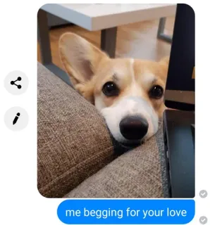 💕 69d91fe6 me begging for your love dog, corgi, love, begging, cute, animal telegram sticker