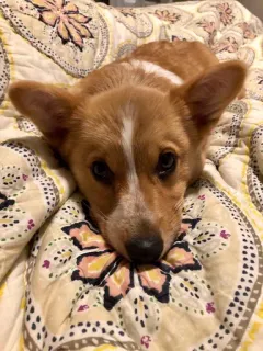 💜 83803883 dog, corgi, animal, pet, cute, puppy telegram sticker