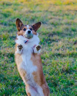 🤾 90554ace corgi, dog, animal, ball, pet, cute telegram sticker