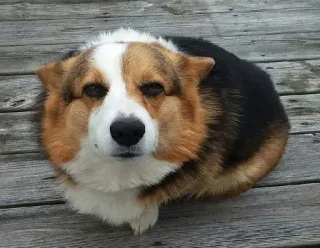 😑 ccfcbce0 dog, corgi, animal, pet, cute, domestic animal telegram sticker