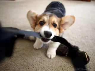 🕹 e497dd55 corgi, dog, puppy, cute, animal, pet, playful telegram sticker