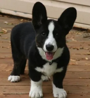 😛 f7235ada dog, corgi, black and white, animal, cute telegram sticker