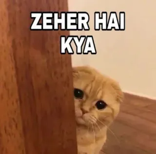 🥲 392f64de ZEHER HAI KYA gatto, carino, meme, sbirciando, animale domestico, animale telegram sticker