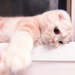 🍰 0417f772 Katze, Haustier, Tier, Katzenartig, Hauskatze whatsapp sticker