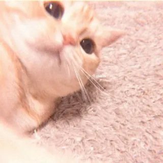 🥐 0a3ccb9f Katze, Tier, Haustier, niedlich, Haustier whatsapp sticker