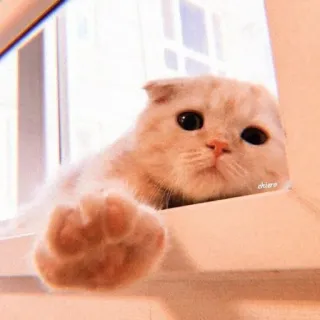 🐾 17df5010 okiro Katze, Kätzchen, süß, Tier, Haustier, Fenster whatsapp sticker