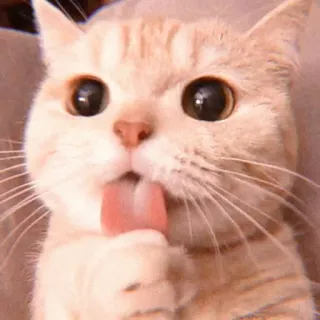 👅 2053a238 Katze, Tier, Haustier, süß, lecken, lustig, Haustier whatsapp sticker