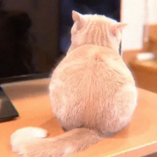 😠 3f92747c Katze, Tier, Haustier, süß, beige, Tisch whatsapp sticker