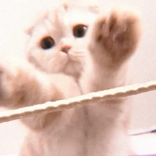 😠 40b58ea7 Katze, Kätzchen, süß, Tier, Haustier, spielerisch whatsapp sticker