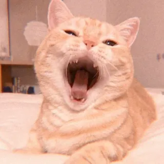 😲 5921f2b5 Katze, gähnend, orange, Tier, süß, Hauskatze, Säugetier whatsapp sticker