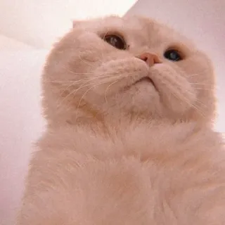 🍊 6338db36 Katze, niedlich, Tier, Haustier, Schottische Faltohrkatze, Hauskatze whatsapp sticker