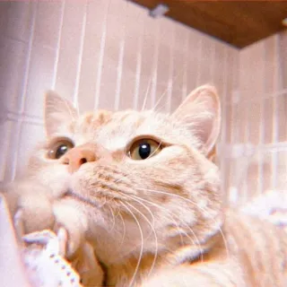 ✨ 68a3dd44 Katze, Tier, Haustier, süß, Haustier, rote Katze, Katzenartig whatsapp sticker