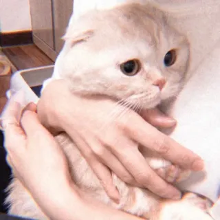 😣 7cf33283 Katze, Haustier, Tier, süß, Säugetier, Hauskatze, Fold Katze whatsapp sticker