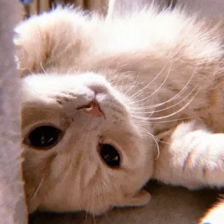 🍒 849719e3 Katze, Kätzchen, Tier, Haustier, süß, Hauskatze, Katzenartig whatsapp sticker