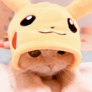 🍯 8dc03833 Pikachu Pokemon Katze, Pikachu, Pokémon, süß, Tier, Hut, gelb whatsapp sticker