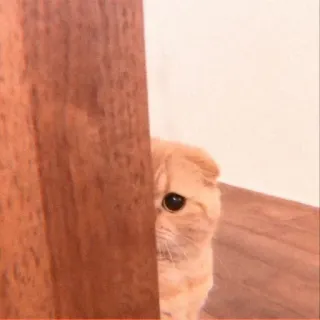 😯 8e1109ce Katze, gucken, Tier, süß, Hauskatze, Scottish Fold whatsapp sticker