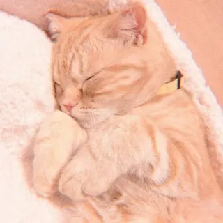 😴 8ee22eea Katze, schlafend, süß, Tier, Haustier, Hauskatze, getigerte Katze whatsapp sticker