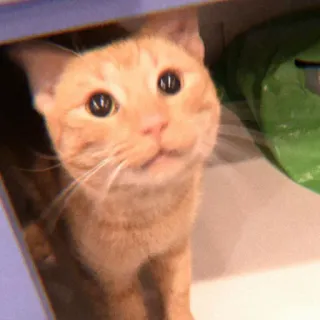 🥧 90abb182 Katze, orange Katze, Haustier, Tier, Katzenartig, Hauskatze whatsapp sticker