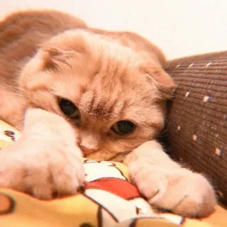 🥖 93ebbb34 Katze, Schottische Faltohrkatze, Tier, Haustier, Katzenartig, Hauskatze, Säugetier whatsapp sticker