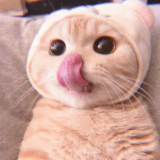 🧸 9421717b Katze, Tier, niedlich, lecken, Haustier, Kätzchen whatsapp sticker