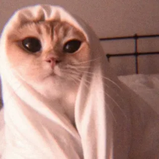 👻 9b6c9827 Katze, Tier, lustig, Bogen, Meme, süß whatsapp sticker