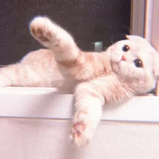 🍥 a72425c8 Katze, süß, Tier, Haustier, lustig, Hauskatze whatsapp sticker